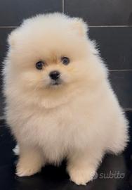 Pomerania Spitz Toy nano