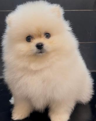 Pomerania Spitz Toy nano