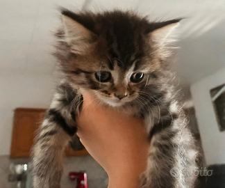 Cuccioli di gatto persiano