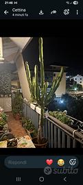 cactus metri 3 circa
