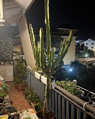 cactus metri 3 circa