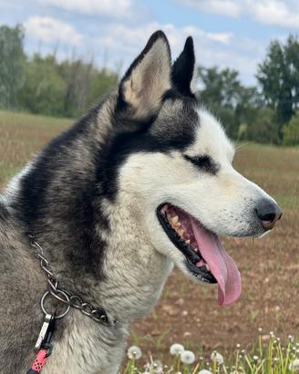 Husky per monta