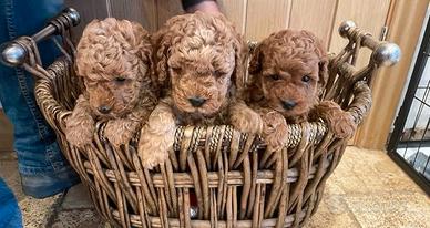 Cuccioli barboncini toy