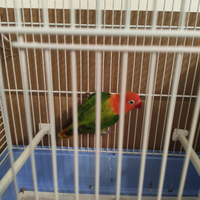 Inseparabile Fisher scappato 7/1/2026