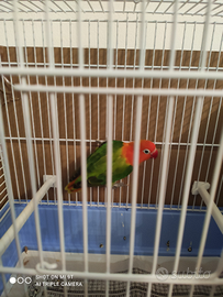 Inseparabile Fisher scappato 7/1/2026