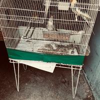 Calopsite coppia e sia singolo