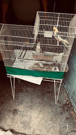 Calopsite coppia e sia singolo