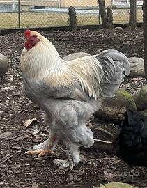 Brahma