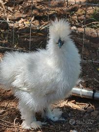Galline Ornamentali Roma Sud ARDEATINA