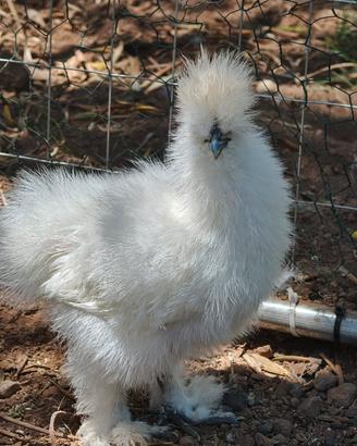 Galline Ornamentali Roma Sud ARDEATINA
