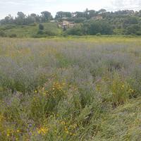 Fieno prato naturale