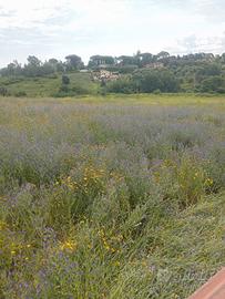 Fieno prato naturale