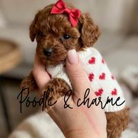 Barboncini asian miniature poodles mini toy red bw