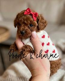 Barboncini asian miniature poodles mini toy red bw