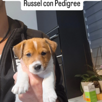 JACK RUSSEL con Pedigree