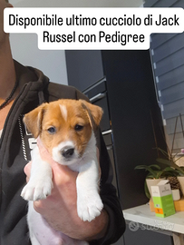 JACK RUSSEL con Pedigree