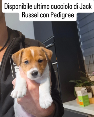 JACK RUSSEL con Pedigree