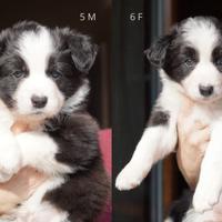 Cuccioli Border Collie