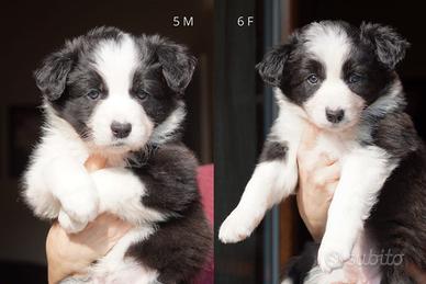Cuccioli Border Collie