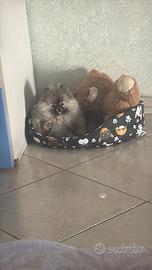 Spitz Pomerania mini toy