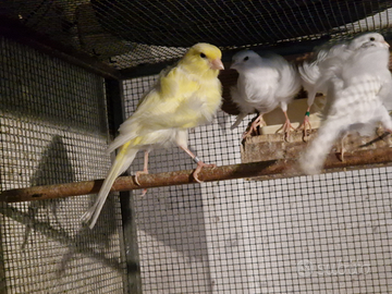 Canarini arricciati del nord