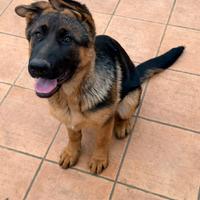 Cucciola Pastore Tedesco
