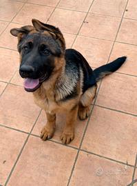 Cucciola Pastore Tedesco