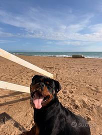 Rottweiler per monta (PEDIGREE)