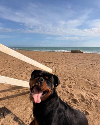 Rottweiler per monta (PEDIGREE)