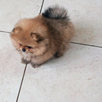 Spitz di pomerania nana femminuccia pedigree