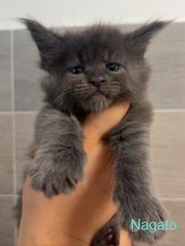 Maine coon kitten