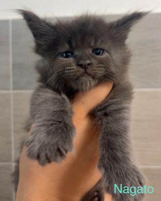 Maine coon kitten
