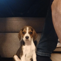 Beagle