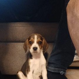 Beagle