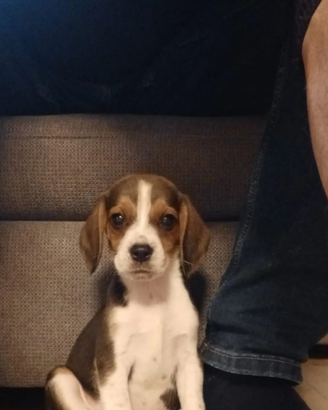 Beagle