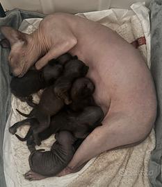 Sphynx