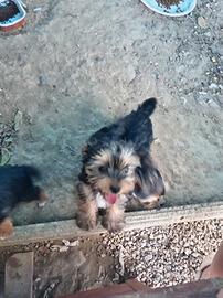 Cuccioli di yorkshire terrier