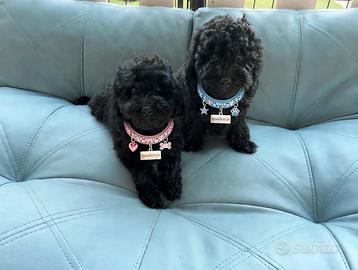 Barboncini toy test genetici e Pedigree