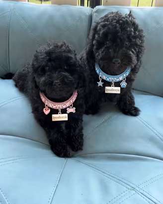 Barboncini toy test genetici e Pedigree
