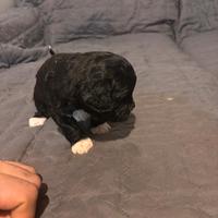 Cuccioli di Shih-poo