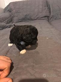 Cuccioli di Shih-poo