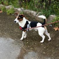 Femmina per accoppiamento