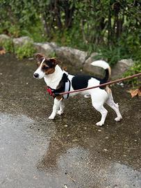 Femmina per accoppiamento