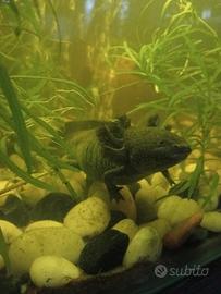 Axolotl