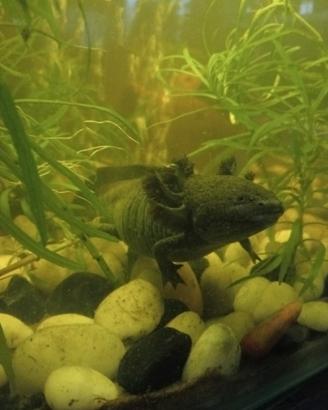 Axolotl