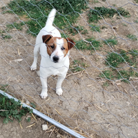 Cuccioli Jack Russell con PEDIGREE
