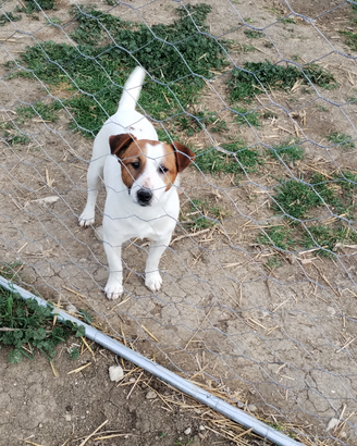 Cuccioli Jack Russell con PEDIGREE