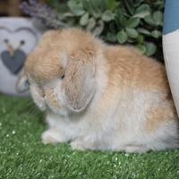 Coniglio nano minilop e ariete