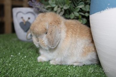 Coniglio nano minilop e ariete