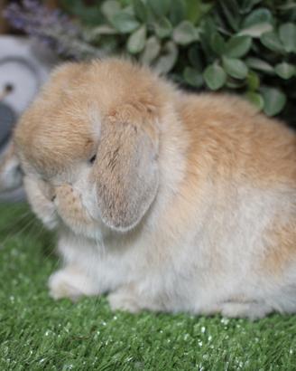 Coniglio nano minilop e ariete